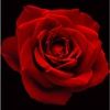 rose__closet